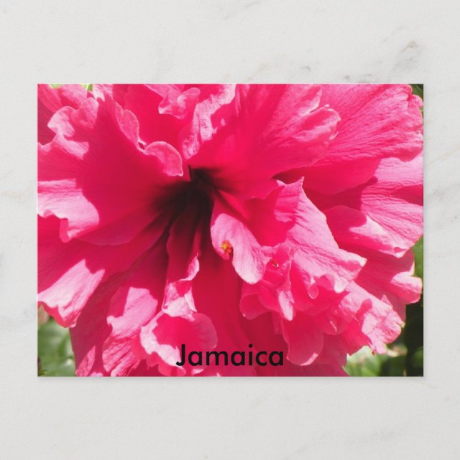 Cartão Postal Cartão-postal Jamaica Hibiscus (Frente)