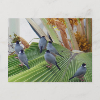 Cartão Postal Cartão-postal Java Sparrows Hawaii