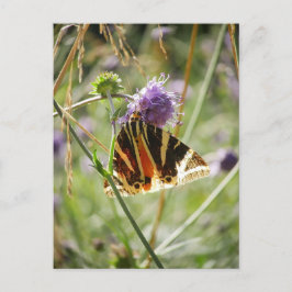 Cartão Postal Cartão-postal Jersey Tiger Moth