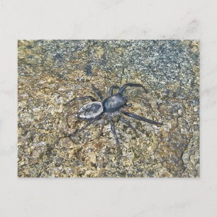 Cartão Postal Cartão-postal Jetty Spider do IBSP