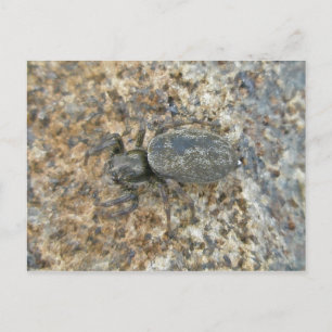 Cartão Postal Cartão-postal Jetty Spider do IBSP