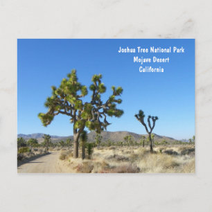 Cartão Postal Cartão-postal Joshua Tree!
