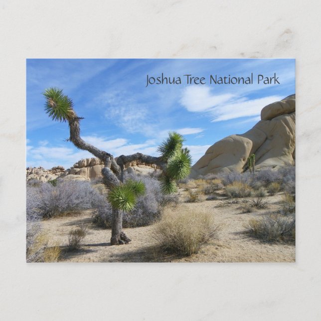 Cartão Postal Cartão-postal Joshua Tree! (Frente)