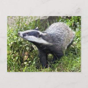 Cartão Postal Cartão-postal Jovem Badger