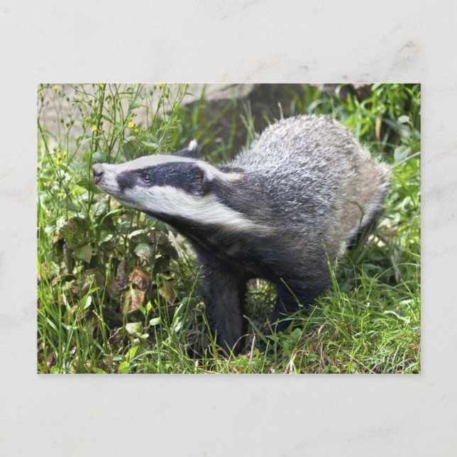 Cartão Postal Cartão-postal Jovem Badger (Frente)