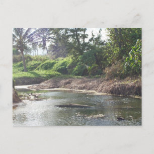 Cartão Postal Cartão-postal Kauai Paradise