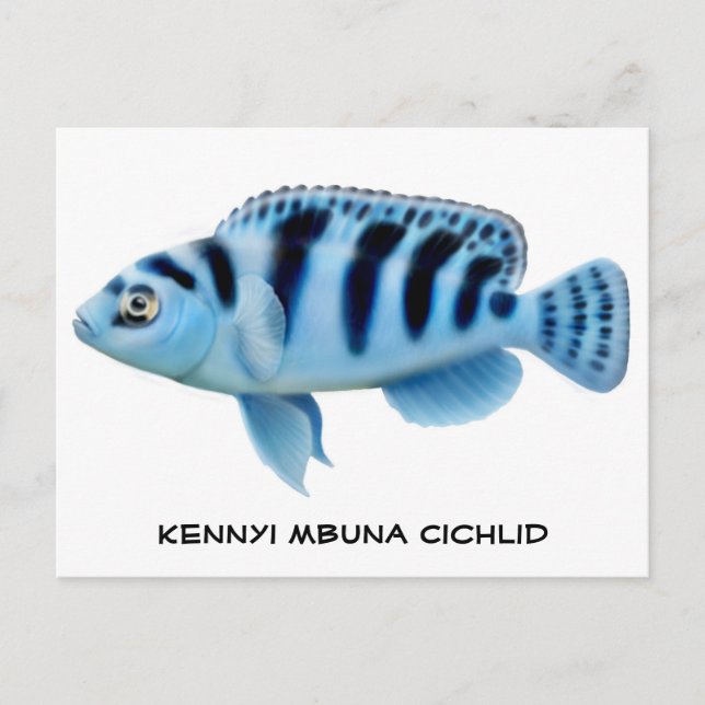 Cartão Postal Cartão-postal Kennyi African Cichlid (Frente)