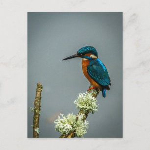 Cartão Postal Cartão-postal Kingfisher