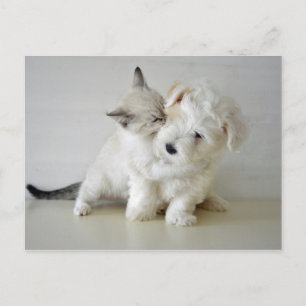 Cartão Postal Cartão-postal Kitten