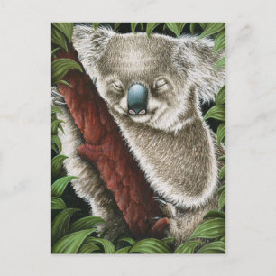 Cartão Postal Cartão-postal Koala Dormindo