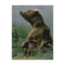 Cartão-postal Kodiak Bear e Cubs