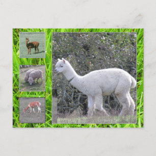 Cartão Postal Cartão-postal - Lã na capa