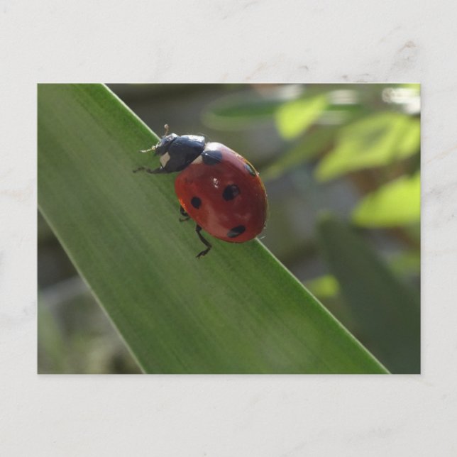 Cartão Postal Cartão-postal Ladybug na Leaf DIY (Frente)