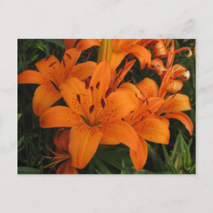 Cartão Postal Cartão-postal Laranja Lily