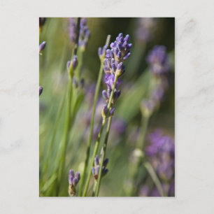 Cartão Postal Cartão-postal Lavendar