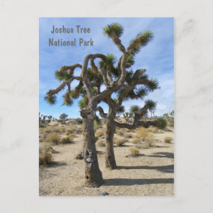 Cartão Postal Cartão-postal legal Joshua Tree!