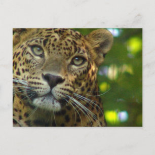 Cartão Postal Cartão-postal Leopard