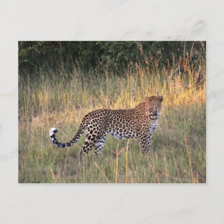 Cartão Postal Cartão-postal Leopard em Savana