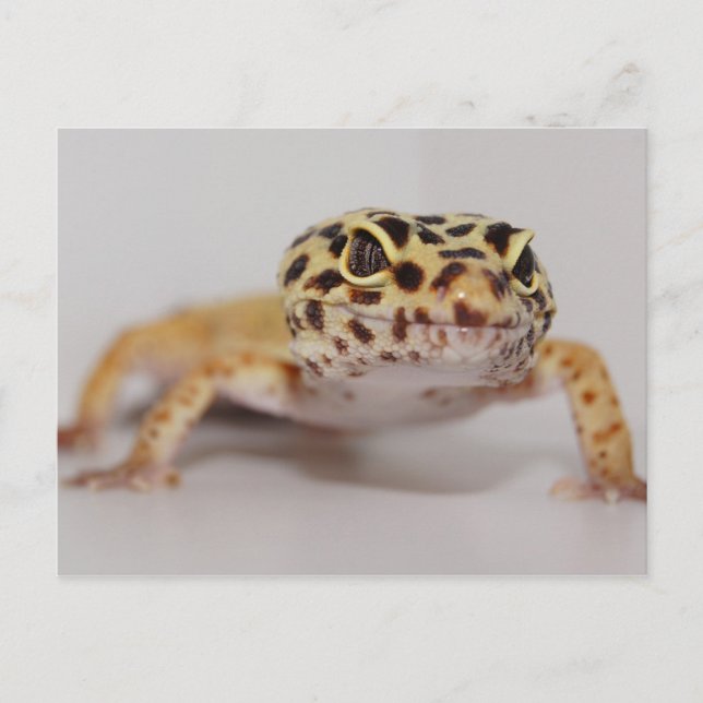Cartão Postal Cartão-postal Leopard Gecko (Frente)