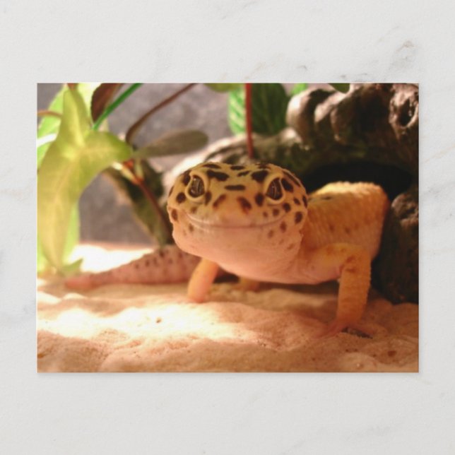 Cartão Postal Cartão-postal Leopard Gecko (Frente)