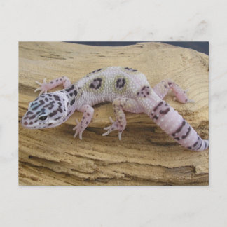 Cartão Postal Cartão-postal Leopard Gecko