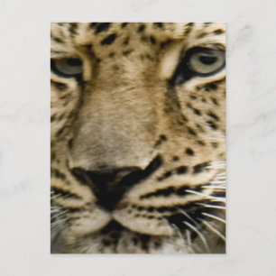 Cartão Postal Cartão-postal Leopardo em Destaque