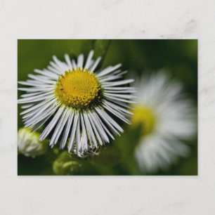 Cartão Postal Cartão-postal Li-l Daisy