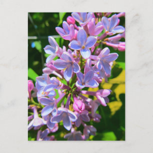 Cartão Postal Cartão-postal Lilac