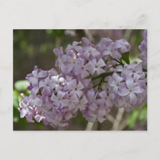 Cartão Postal Cartão-postal Lilac