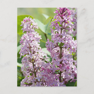 Cartão Postal Cartão-postal Lilac P5390