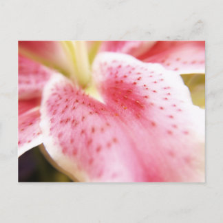 Cartão Postal Cartão-postal Lily