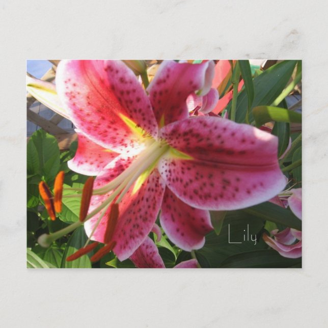 Cartão Postal Cartão-postal Lily (Frente)
