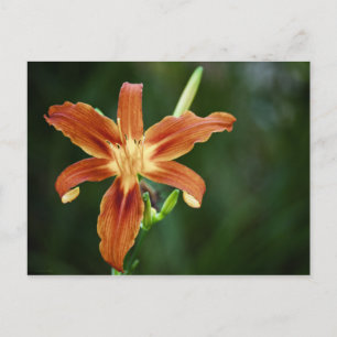 Cartão Postal Cartão-postal Lily P6588