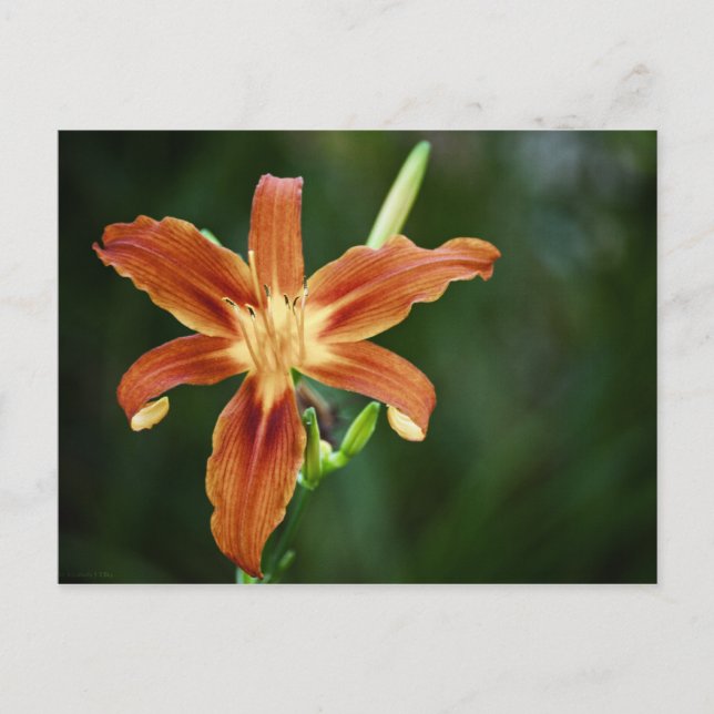 Cartão Postal Cartão-postal Lily P6588 (Frente)