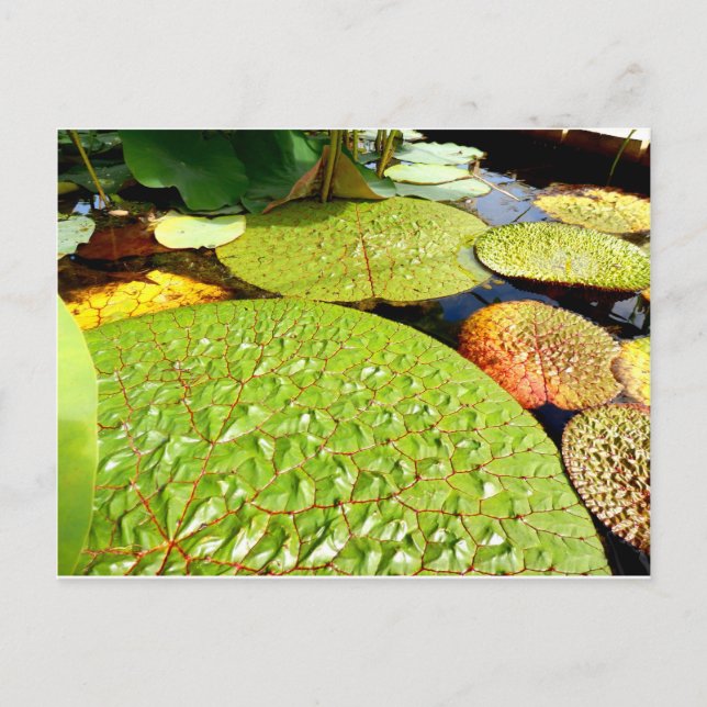 Cartão Postal Cartão-postal Lily Pads (Frente)