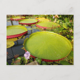 Cartão Postal Cartão-postal Lily Pads