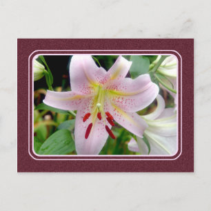 Cartão Postal Cartão-postal Lily Rosa bonito