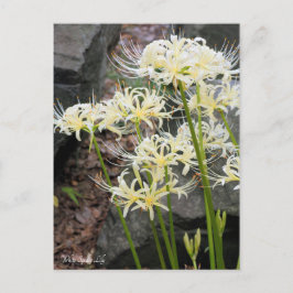 Cartão Postal Cartão-postal ［ Lily White Spider ］