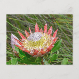 Cartão Postal Cartão-postal - Linda Protea da Cidade do Cabo