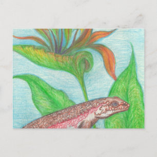 Cartão Postal Cartão-postal Lizzzard