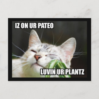 Cartão Postal Cartão-postal LOLCat Sassy