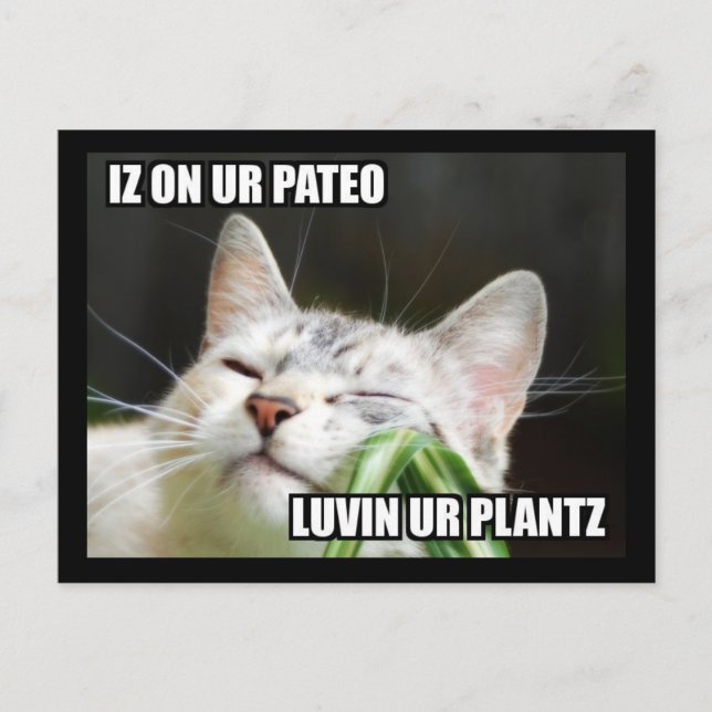 Cartão Postal Cartão-postal LOLCat Sassy (Frente)