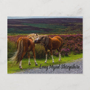 Cartão Postal Cartão-postal Long Mynd Wild Ponies