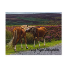 Cartão-postal Long Mynd Wild Ponies