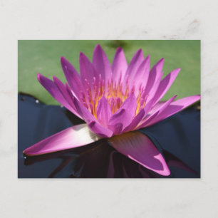 Cartão Postal Cartão-postal Lotus