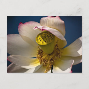 Cartão Postal Cartão-postal Lotus Blossom