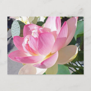 Cartão Postal Cartão-postal Lotus Flower