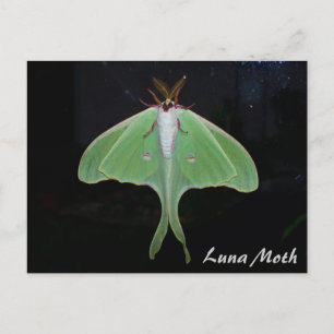 Cartão Postal Cartão-postal Luna Moth