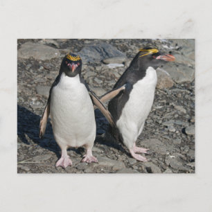 Cartão Postal Cartão-postal Macaroni Penguins
