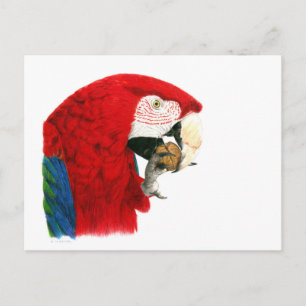Cartão Postal Cartão-postal Macaw Scarlet